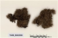 藏品(白髮苔屬)的圖片